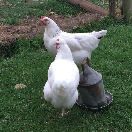 Brookover Farm Vila Frome Exterior foto